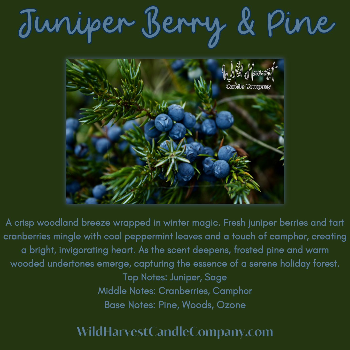 Juniper Berry & Pine Scented - Pure Beeswax Melts for Warmers, (1-PACK)