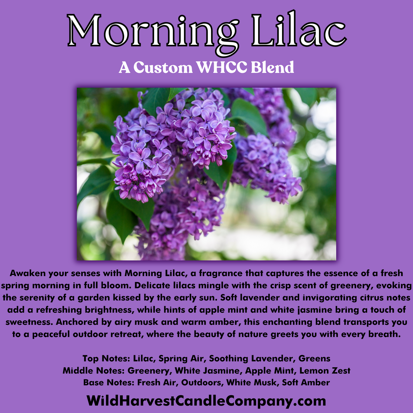 MORNING LILAC SCENTED - Pure Beeswax Melts for Warmers, (1-PACK)